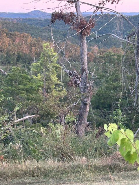 Abbatsford Lane, Briarcliff, Arkansas